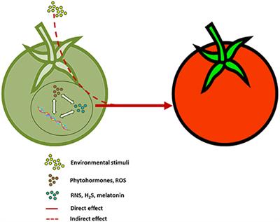 Editorial: Fruit Ripening: From Present Knowledge to Future Development